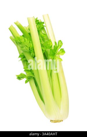 Fresh celery isolated on white background. Top view Stock Photo
