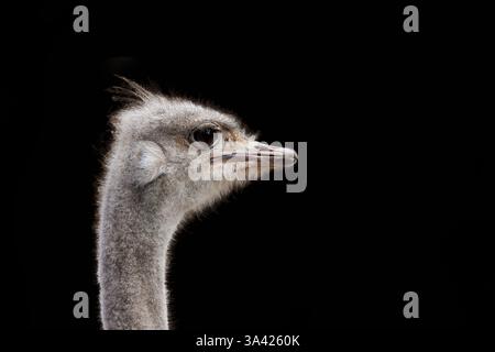 Side profile portrait of a common ostrich, Struthio, isolated on a black background with space for text. A large flightless species endemic to sub-sah Stock Photo