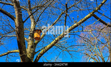 A hanging wooden brown birdhouse, suspended on a tree. In the background is a bright blue sky. Nature in anticipation. Stock Photo