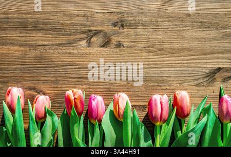 beautiful spring background with red tulips on wood Stock Photo