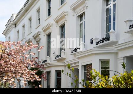 White houses in Kensington London with cherry blossom tree Stock Photo
