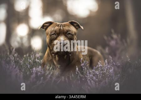 American Bully XXL Stock Photo - Alamy