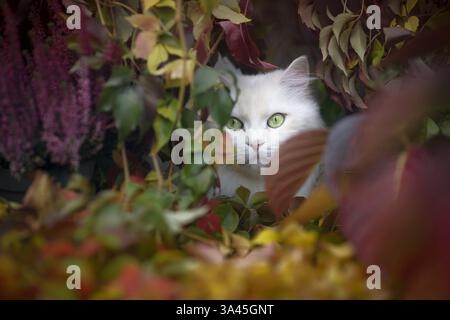 German Longhair Cat Stock Photo