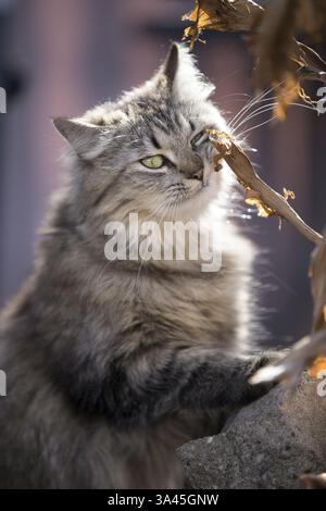 German Longhair Cat Stock Photo