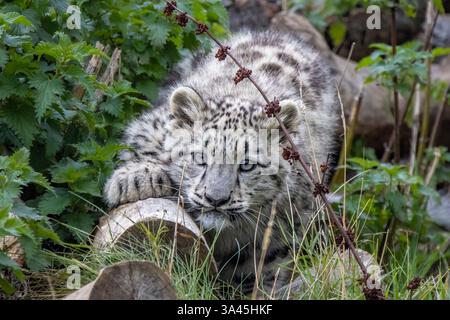 Snow leopard cub Stock Photo