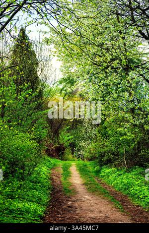 Path in green grass near spring blooming forest. Springtime bright landscape with empty footpath and blossoming trees in woodland. Rural dirt road thr Stock Photo