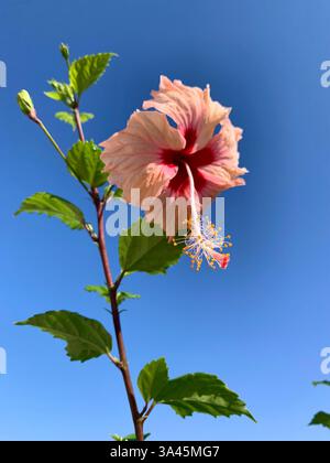 one pink hibiscus flower and blue sky in italy Stock Photo - Alamy