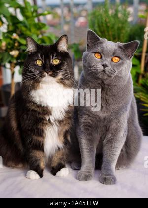 2 cats Stock Photo