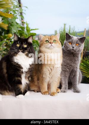 3 cats Stock Photo