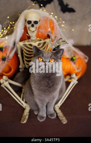 British Shorthair Stock Photo