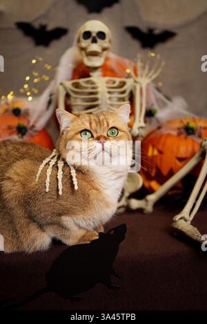 British Shorthair Stock Photo