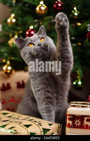 British Shorthair Stock Photo