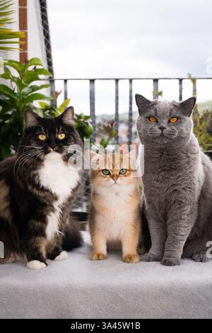 3 cats Stock Photo