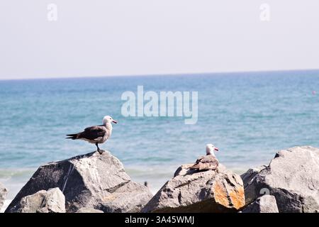 seagulls resting on the rocks in San Clemente Stock Photo