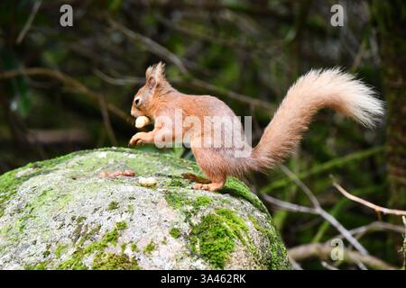A UK Lake District Red Sqirrel on a rock eating a nut.loking both ways. Stock Photo