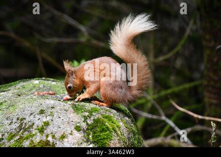 A UK Lake District Red Sqirrel on a rock eating a nut.loking both ways. Stock Photo
