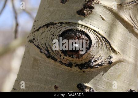 The knot on the trunk of an aspen tree looks like an eye. Stock Photo