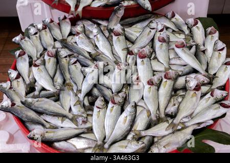 Fresh and raw juvenile bluefish  fishes on ice for sale at the market. Stock Photo