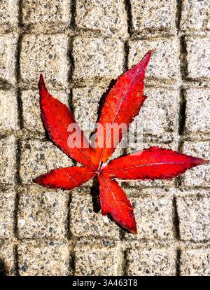 A vibrant red maple leaf lies on a textured concrete surface. Stock Photo