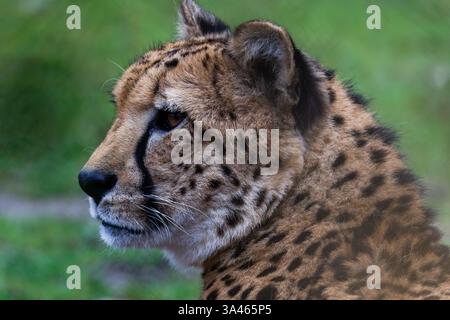 Black and White Cheetah Profile Portrait. Black and white close-up of a cheetah's face in profile, showcasing its distinctive spots and markings. Stock Photo