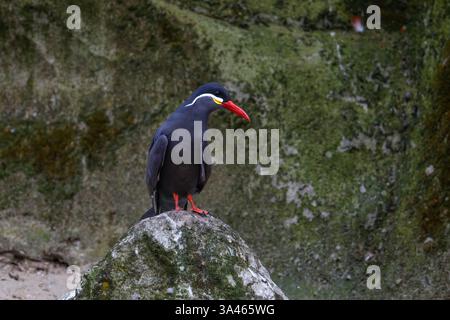 Bird with Red Beak and Feet on Mossy Rock, A bird, larosterna inca with a distinctive red beak and feet perched on a rock against a mossy background. Stock Photo