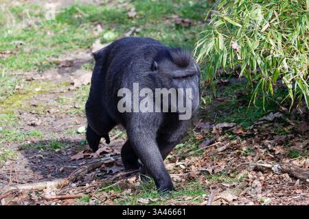 Black Crested Macaque, Sulawesi crested Macaque, Macaca nigra Walking in Natural Habitat. A black crested macaque walking on grass near bamboo plants. Stock Photo