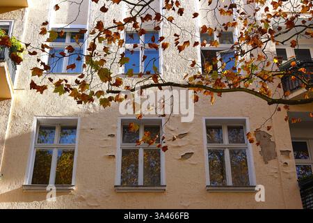 Three pairs of windows in the backdrop of a branch of a maple tree during fall season in Berlin Stock Photo