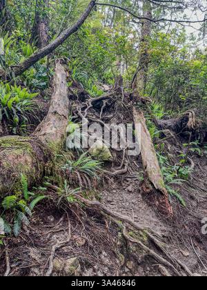 A rugged hiking trail winds through a dense forest, featuring exposed tree roots, fallen logs, ferns, and earthy terrain, creating a challenging natur Stock Photo