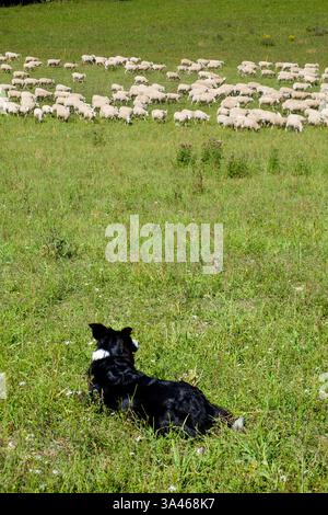 Sheep dog herding a large flock of sheep running across a field on a sunny day, black and white photograph, side view sussex, England, Britian, copy s Stock Photo
