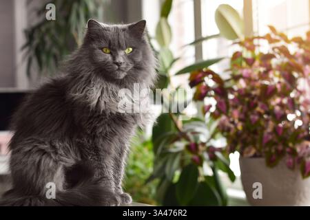 Portrait of a cute domestic longhair grey cat sitting in front of defocused houseplants looking at camera Stock Photo