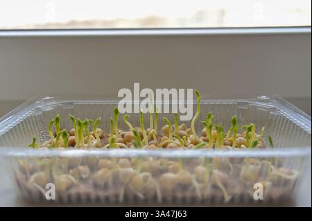 Pea sprouts, growing microgreens in a transparent tray with linen rug. Growing at home on a windowsill. Organic, vegan, vegetarians, healthy, bio, eco Stock Photo