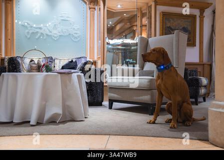 Luxurious Hotel Lounge with Dog and Frosted Glass Panel in Ischgl Stock Photo