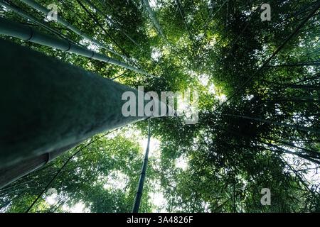 Upward view of tall bamboo trees with sunlight filtering through dense green canopy. Stock Photo