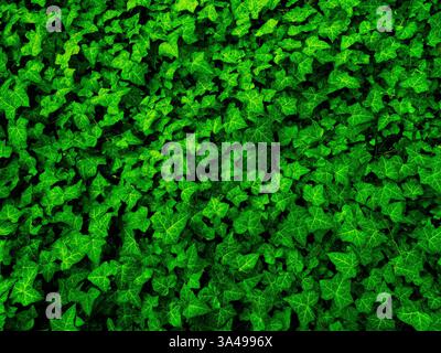 green ivy leaves growing on earth Stock Photo