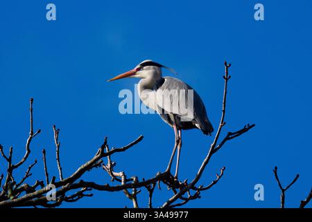 gray heron sitting on a tree branch on a blue sky Stock Photo