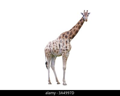 Giraffe isolated on white background Stock Photo