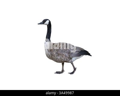 Canadian goose isolated on white background Stock Photo