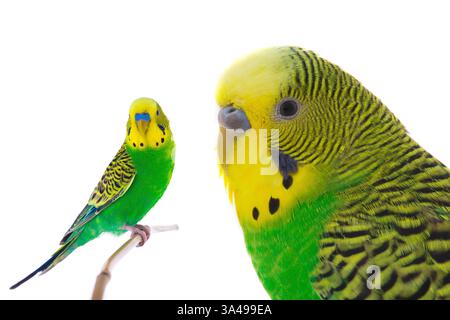 green wavy budgie on a white background Stock Photo
