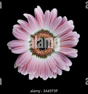 pink Gerbra flower on black background Stock Photo