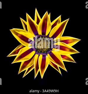 Gazania flower on black background Stock Photo