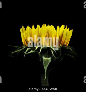 Sunflower portrait on a black background Stock Photo