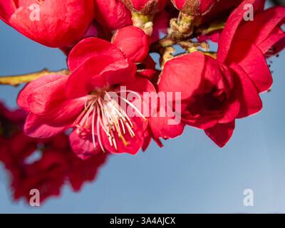 pink blossoms of peaches on a branch Stock Photo