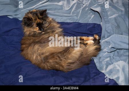 Tortoiseshell cat on a bed with blue sheets and blanket Stock Photo