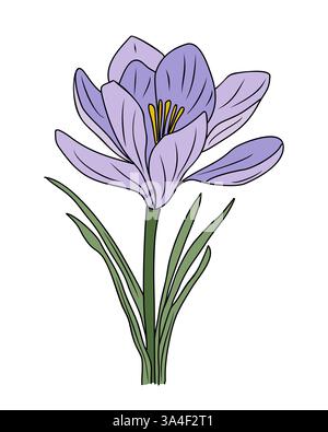 Purple Crocus flower color outline vector drawing Stock Vector