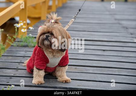 Portrait of cute little Shih Tzu puppy standing on a bridge Stock Photo