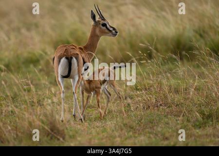 Baby Thomson's gazelle nursing, Masai Mara Reserve, Kenya Stock Photo ...