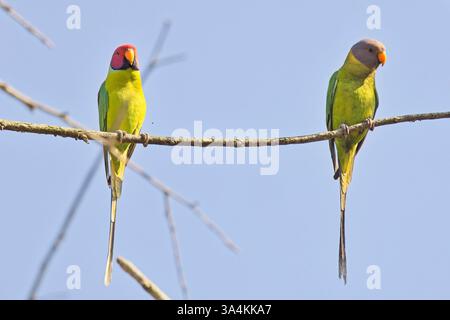 Plum-headed Parakeets (Psittacula cyanocephala) a pair, male (left) and female, at the Jim Corbett National Park, Uttarakhand, India. Stock Photo