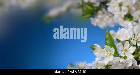 Beautiful white spring flowers on a branch with blue background as copy space Stock Photo