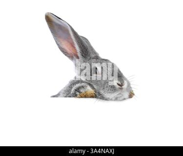 Cute fluffy rabbit peeking out on white background Stock Photo