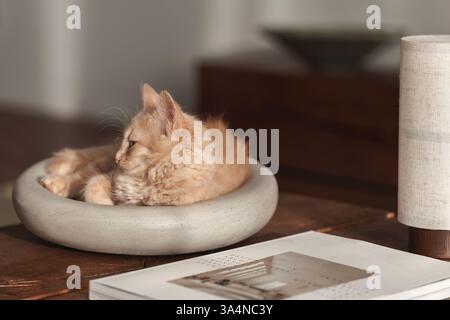 A two-month-old light ginger kitten snuggles contentedly in a grey stone bowl, perched on a solid oak stump table, showcasing its playful spirit and s Stock Photo